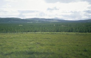Forest plantation