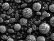 Pollen from a variety of plants (source: Wikimedia Commons)